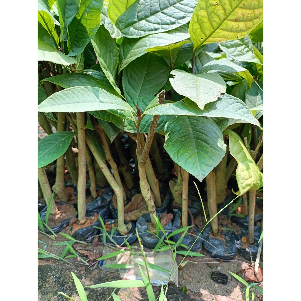 Cây giống trà hoa vàng