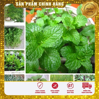 COMBO 12 LOẠI HẠT GIỐNG RAU GIA VỊ THƠM VỤ ĐÔNG