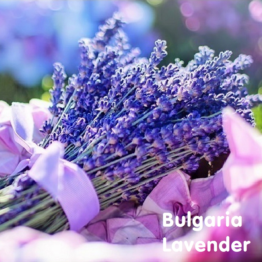 Tinh dầu oải hương Bulgaria Lavender Essential Oil