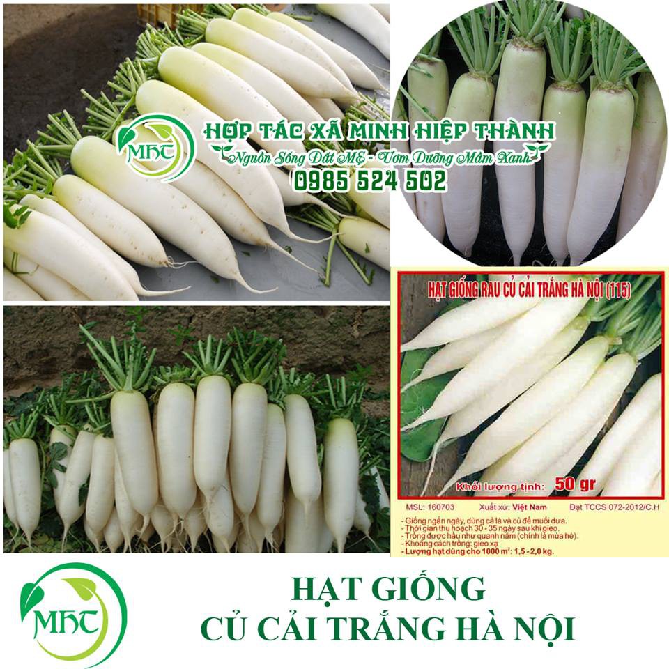 Hạt giống củ cải trắng hà nội