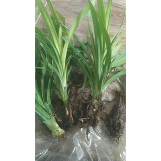 cây giống lá dứa thơm (lá nếp thơm)rể trần