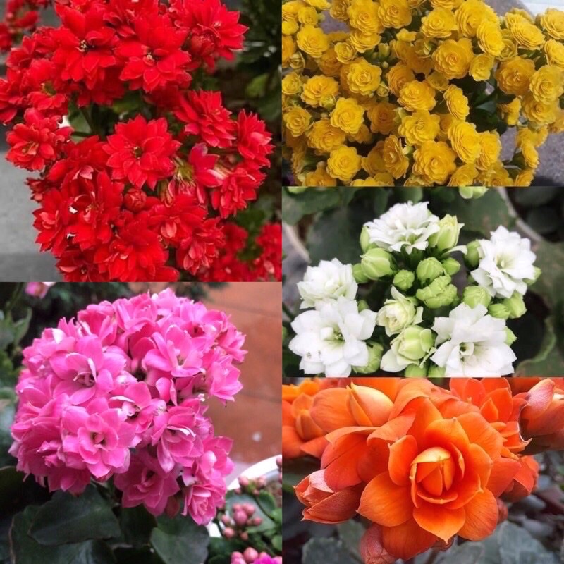 Chậu 3-4cây bỏng hoa kép mix màu, cây sống đời hoa kép
