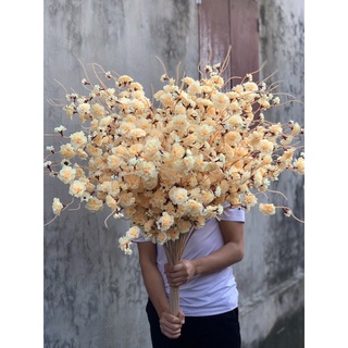 a đào râu đẹp combo 10 cành