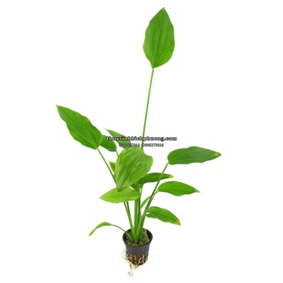 1 NGỌN CÂY LAN NƯỚC THỦY SINH BÁCH DIỆP THẢO DỄ TRỒNG