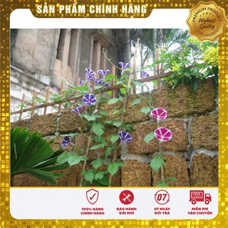 Bộ gói hạt giống Bìm (hoa bìm bìm)