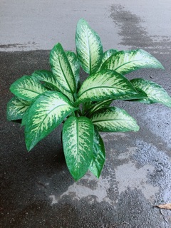 Vạn Niên Thanh Size Lớn