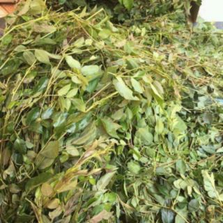 CHÈ DÂY RỪNG MẸ KEN (1KG)