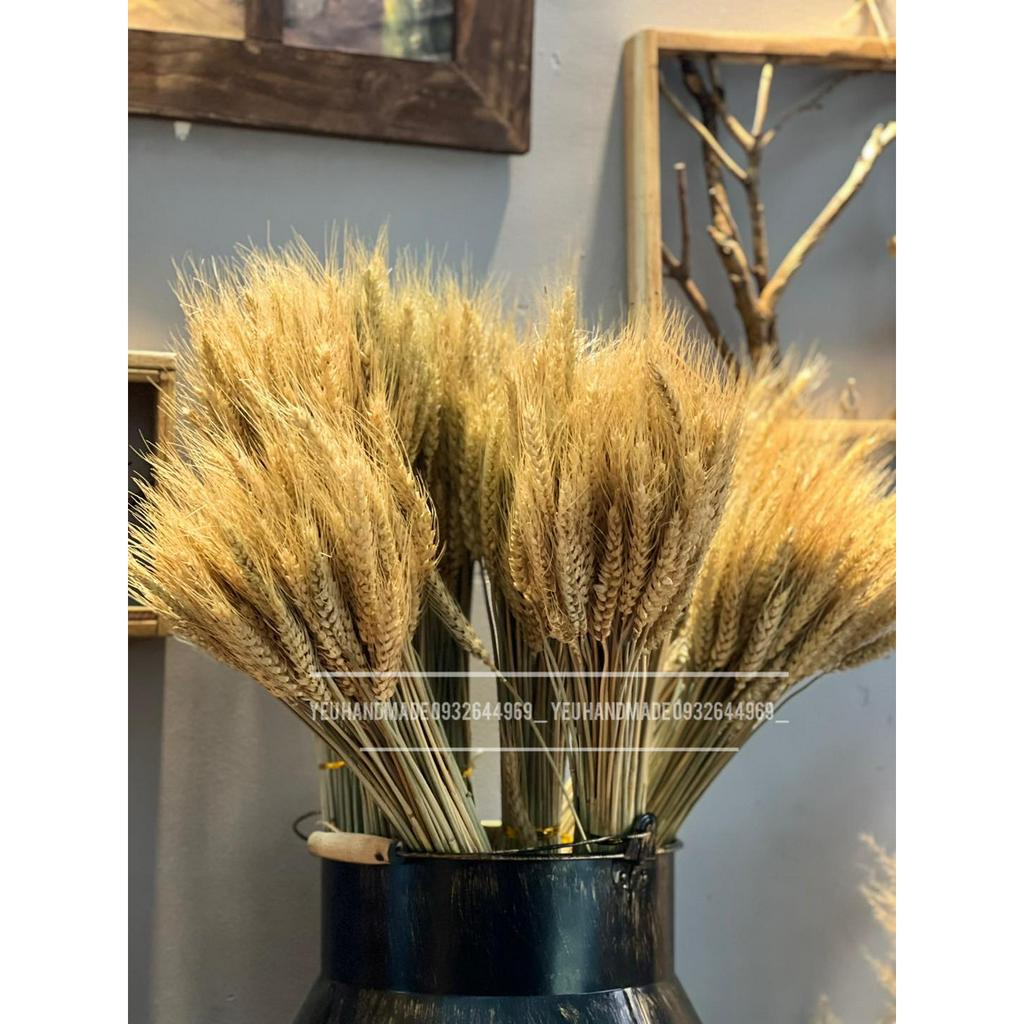 Lúa Indo _ Lúa Mạch Châu Âu Decor