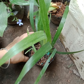 Cây diên vĩ hoa vàng, trắng