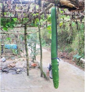 Hạt giống bầu sao dài quê 1 gói 10 hạt