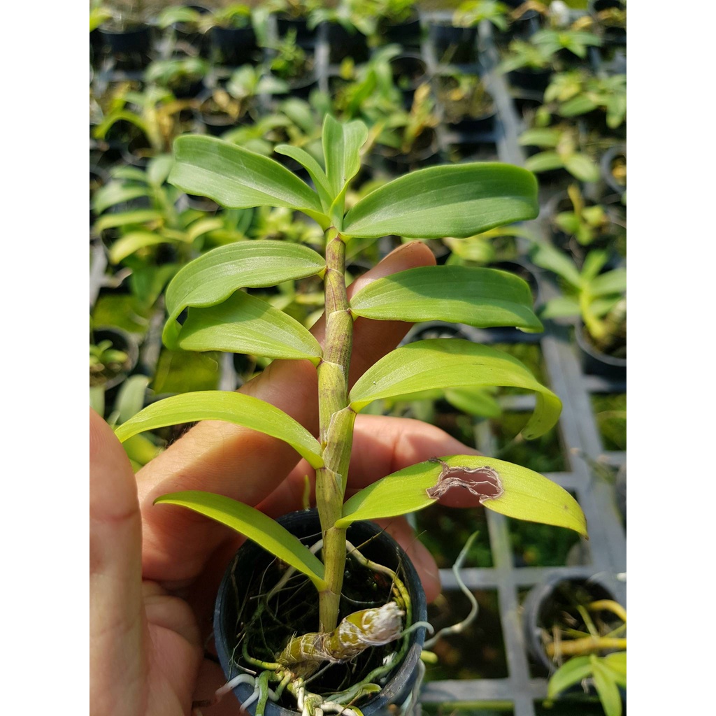 [Siêu Sale] combo 10 loại giã hạc đăkgle, chugiangsin, easo,....