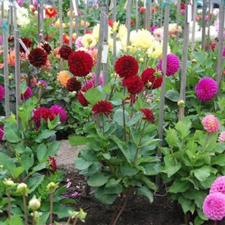 GÓI 20 HẠT GIỐNG HOA THƯỢC DƯỢC MIX