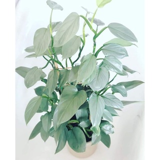 Chậu cứng Philodendron Hastatum - Trầu bà kiếm bạc