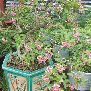 Chậu Hồng Ngọc Mai đang nụ