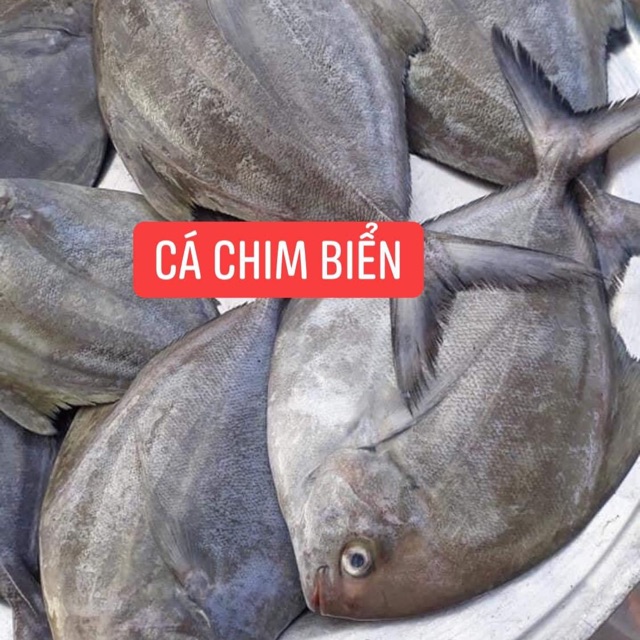 CÁ CHIM BIỂN ĐÀ NẴNG -1KG