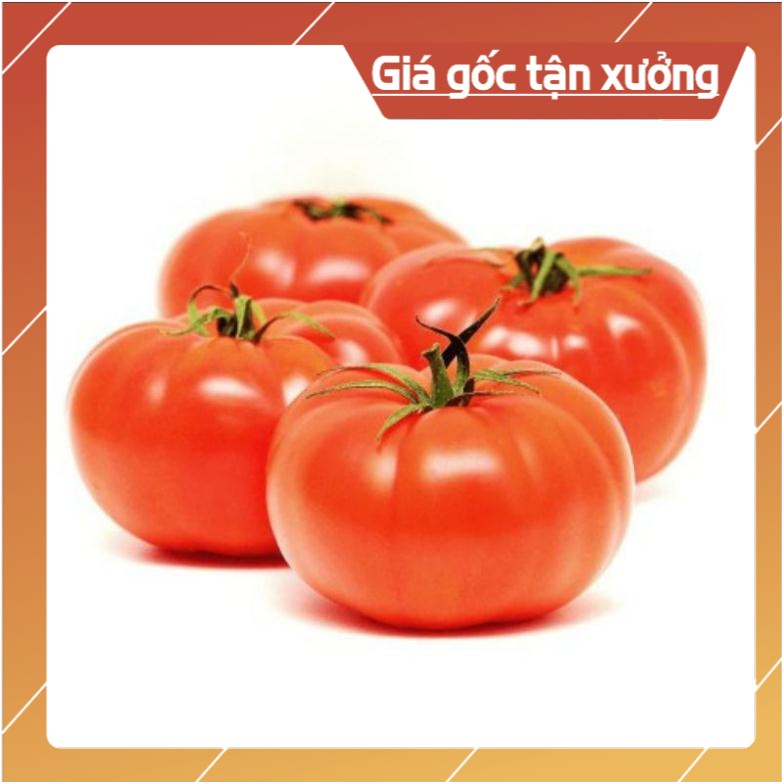 [ Hạt Giống Xịn ]  Hạt giống cà chua Beef Nhật Bản F1 - 20 hạt