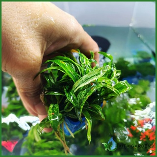 Cây thủy sinh ráy lưỡi hổ cẩm thạch