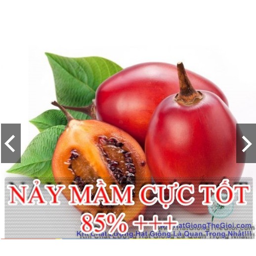 10h Hạt Giống Cà Chua Thân Gỗ Tamarillo Đỏ (A3.103| C3*W45)