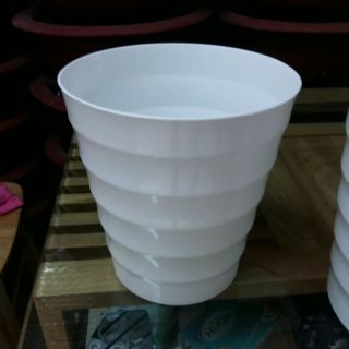 Chậu trắng trồng cây hoa siêu bền phi 20cm cao 22cm