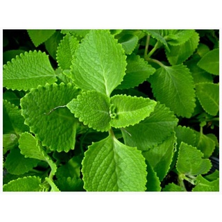 3 cây giống, cành giống húng chanh