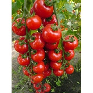 Hạt giống cà chua bi chùm 30 hạt