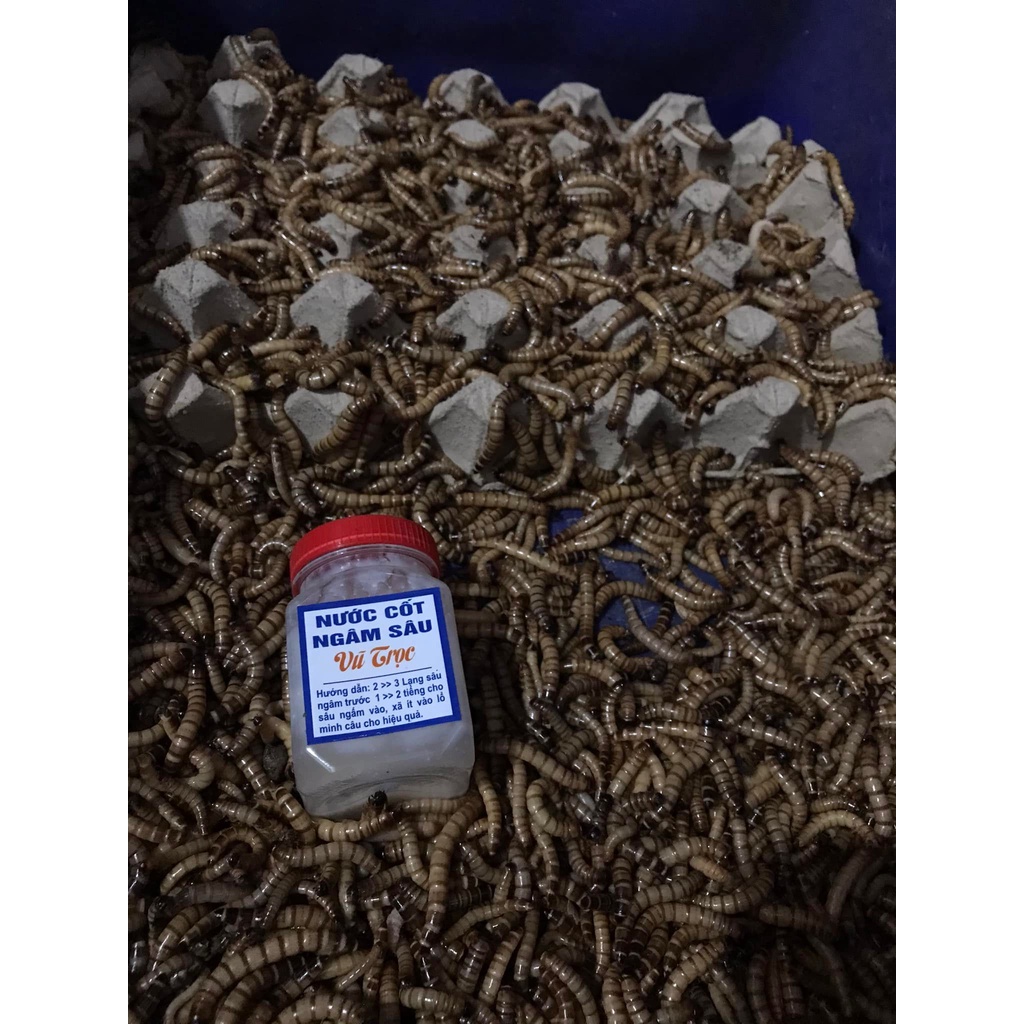 Nước Cốt Ngâm Sâu,dế,trùng câu siêu nhạy-Mồi Câu Cá Trê,Chim