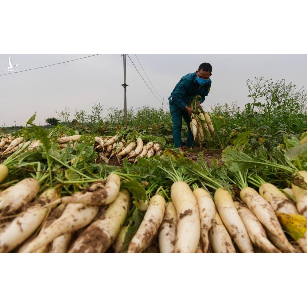 Hạt Giống CỦ CẢI TRẮNG HN-27 (20 Gr)