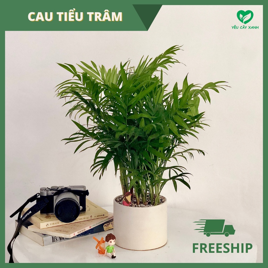 Cây Cau Tiểu Trâm để bàn