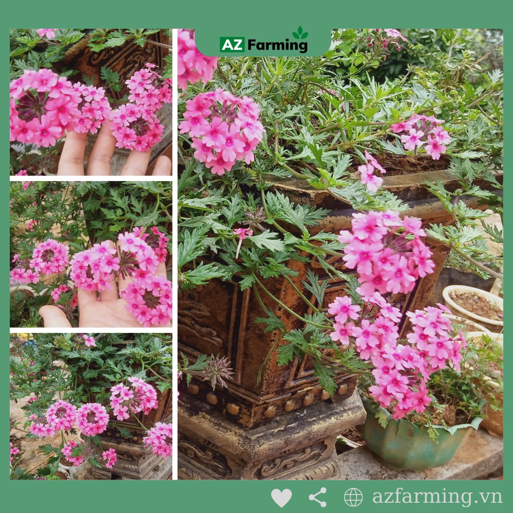 Hạt Giống Hoa Cúc Indo Mix Nhiều Màu - Gói 100 Hạt - AZ Farming