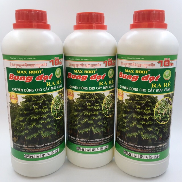 BUNG ĐỌT RA RỄ MAI VÀNG