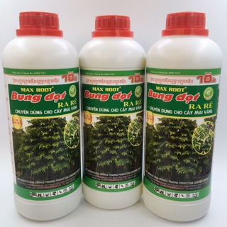Bung đọt ra rễ mai vàng