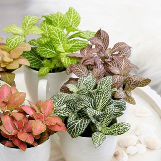 Cây cẩm nhung cỏ may mắn màu xanh màu xanh lá cây