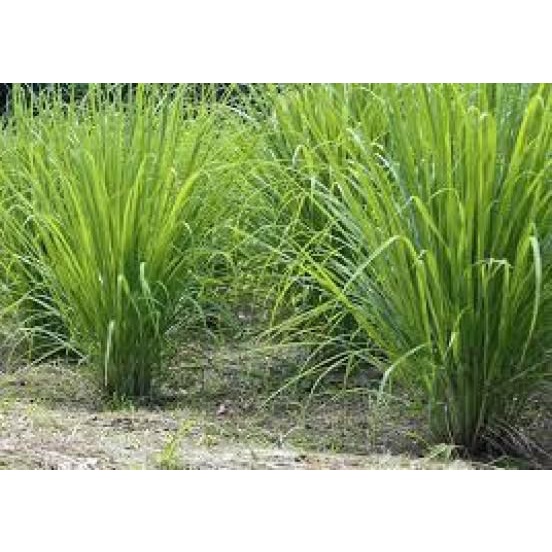 Combo 20 Cây Sả Giống Chuẩn 981SP