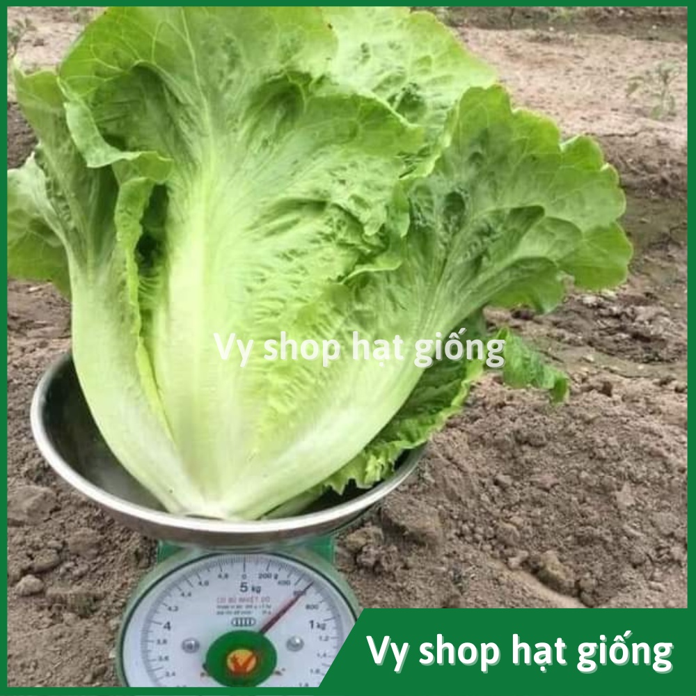 Hạt giống rau xà lách San Chu  siêu giòn ngọt gói 1500 hạt