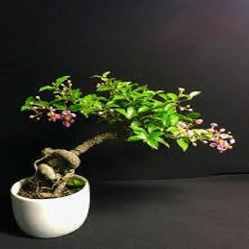 combo 2 bầu cây giống Hồng ngọc mai bonsai , cây giống gửi đi nguyên bầu