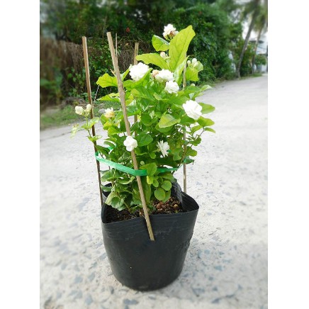 Cây hoa lài ta, cho hoa thơm trang trí sân vườn - Arabian Jasmine-UtNho