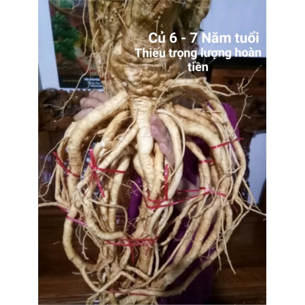 Củ đinh lăng nếp 2 - 5kg