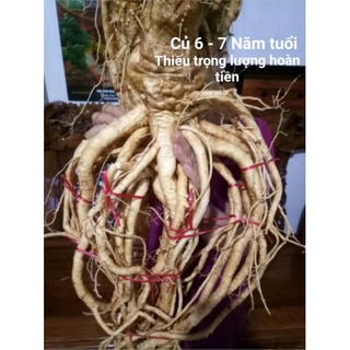 Củ đinh lăng nếp 2 - 5kg