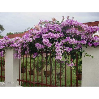 chậu hoa leo lan tỏi