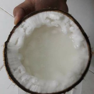 Dừa sáp Trà Vinh
