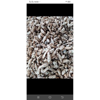 1kg QUẢ CHUỐI CÔ ĐƠN
