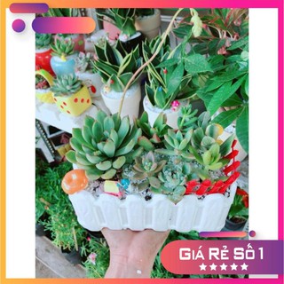 Chậu sen đá tiểu cảnh Ưa Thích