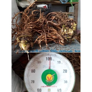 1kg sâm đương quy tươi nguyên củ