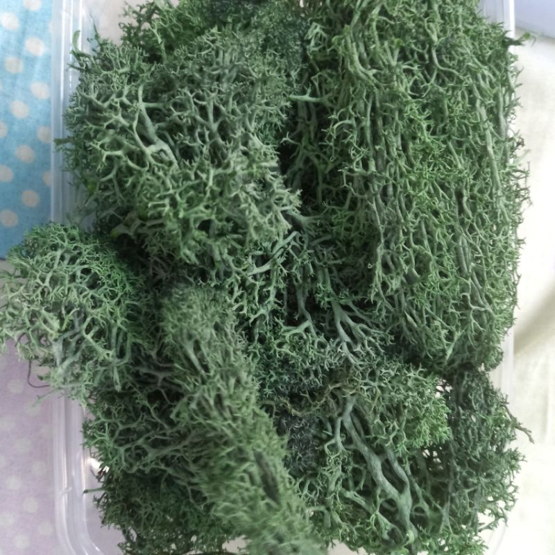 Reindeer Moss rêu tuần lộc dùng trang trí handmade cao cấp siêu đẹp