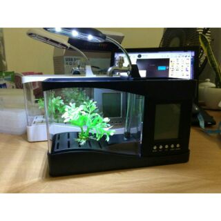 Bể cá cảnh phong thủy mini để bàn