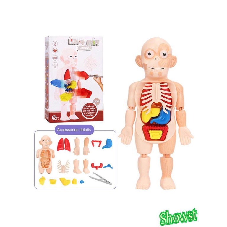 Bộ đồ chơi lắp ráp mô hình cơ thể người 3D cho bé