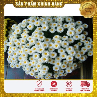 Hạt Giống Hoa Cúc Chi Trắng 50 hạt