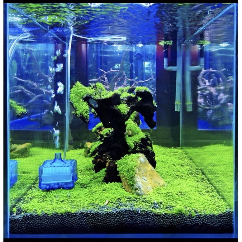 Lọc Sủi Vi Sinh SHENGANG Tạo Oxy Lọc Nước Cho Hồ Cá Tép Thuỷ Sinh | Lọc Vi Sinh Tích Hợp Vật Liệu Lọc