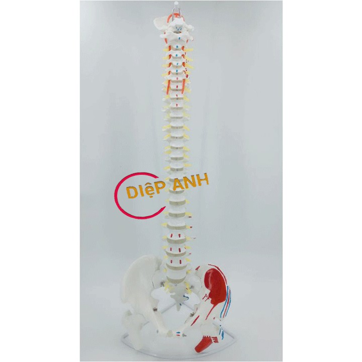 Mô hình xương cột sống 85cm có màu, rễ thần kinh mô phỏng rõ ràng- Đạt tiêu chuẩn ISO