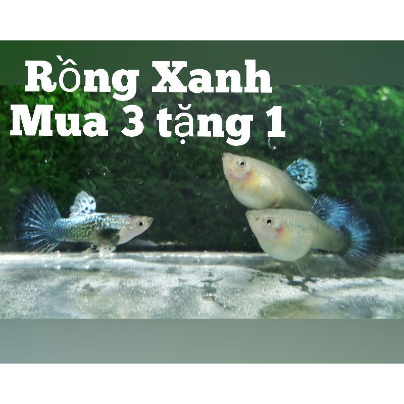 Cám cá Guppy Rồng Xanh 3 đôi Sale nghỉ tết - Nga Guppy